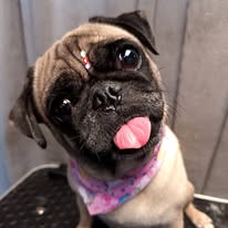 Pug en Spa Kanes