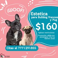 Promoción estética para bulldogs y pug