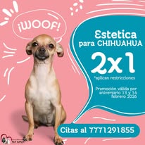 Promoción estética para chihuahua